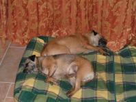 Klik op de foto voor groter formaat